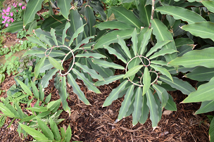 Costus vargasii 'Raspberry Yogurt' - 'Raspberry Yogurt' Spiral Ginger